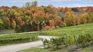 Fall in Northern Michigan: Wineries, Harvest & Scenic Drives