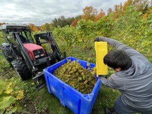 Leelanau’s Cool-Climate Harvest Advantage