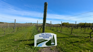 MAEAP Environmentally Verified vineyard at Blustone Estate Vineyard in Leelanau Peninsula